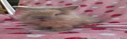 Lionhead rabbits for sale: Fluffy Teddy lion head x Angora ☆8weeks ready now - Advert 23