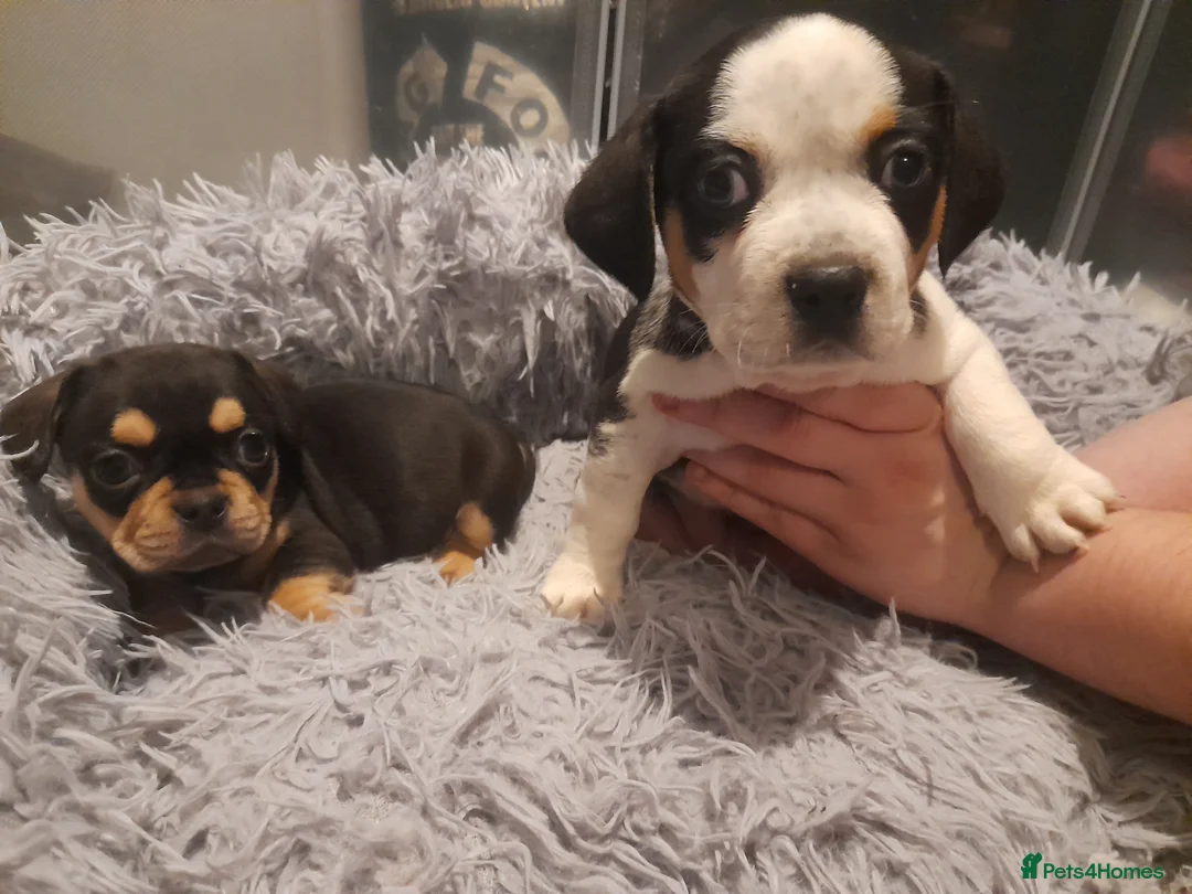 Mixed Breed dogs for sale: French bulldog x puppies in Clacton-on-Sea - Advert 2
