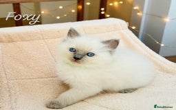 Ragdoll cats for sale: Gorgeous Fluffy Ragdoll Kittens  - Advert 21