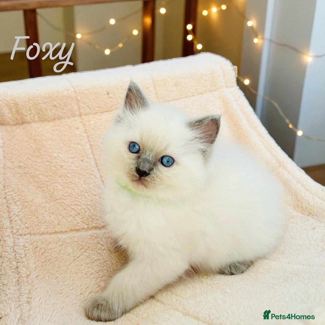 Ragdoll cats for sale: Gorgeous Fluffy Ragdoll Kittens  - Advert 21