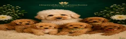 Cavapoochon dogs for sale: Tinyteddycavapoochons Now available  - Advert 3