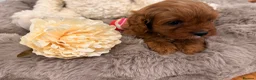 Cavapoo dogs for sale: Deep red f1 cavapoos. Full dna & health clear  - Advert 3