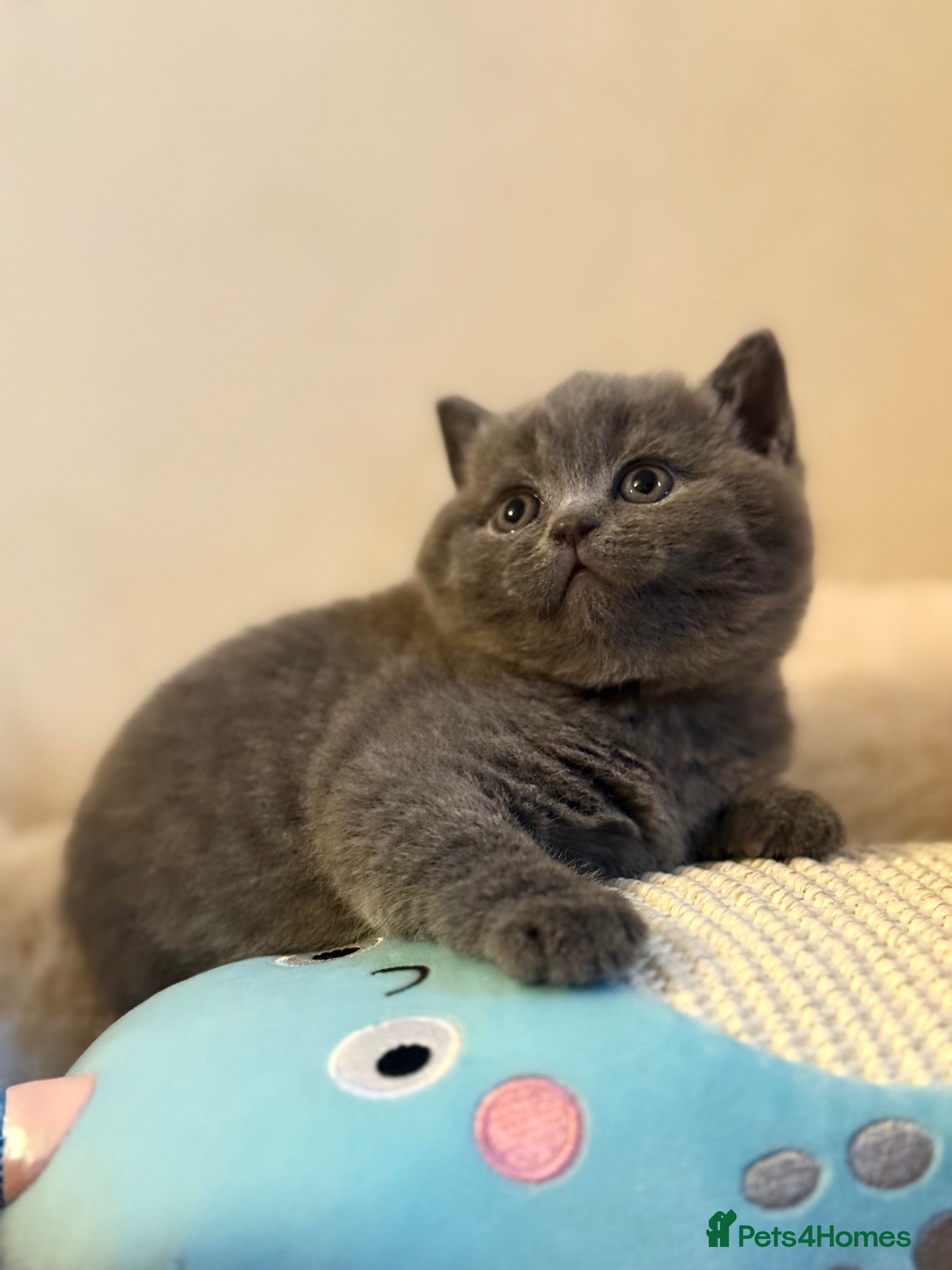 British Shorthair cats GCCF BSH & BSL show quality Champions - Advert 2