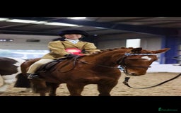 Riding pony horses for sale: Stunning show pony  - Image 1