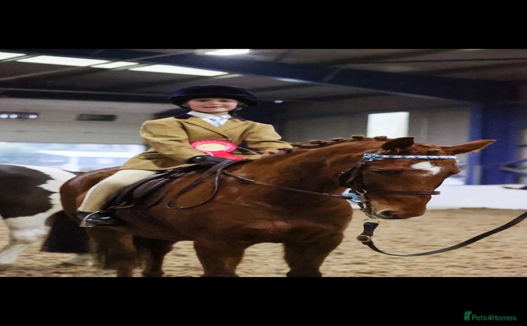 Riding pony horses - Advert 7