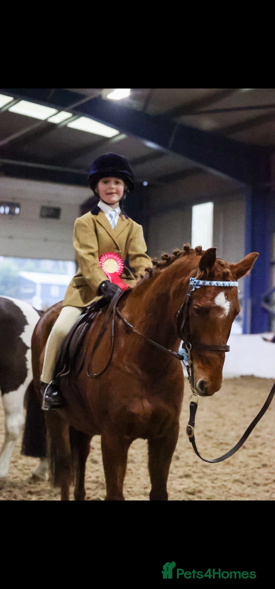 Riding pony horses for sale: Stunning show pony  - Image 1