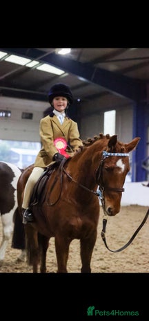 Riding pony horses - Advert 2