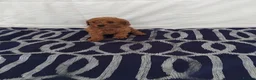 Cavapoo dogs for sale: Beautiful cavapoo puppies  - Advert 7