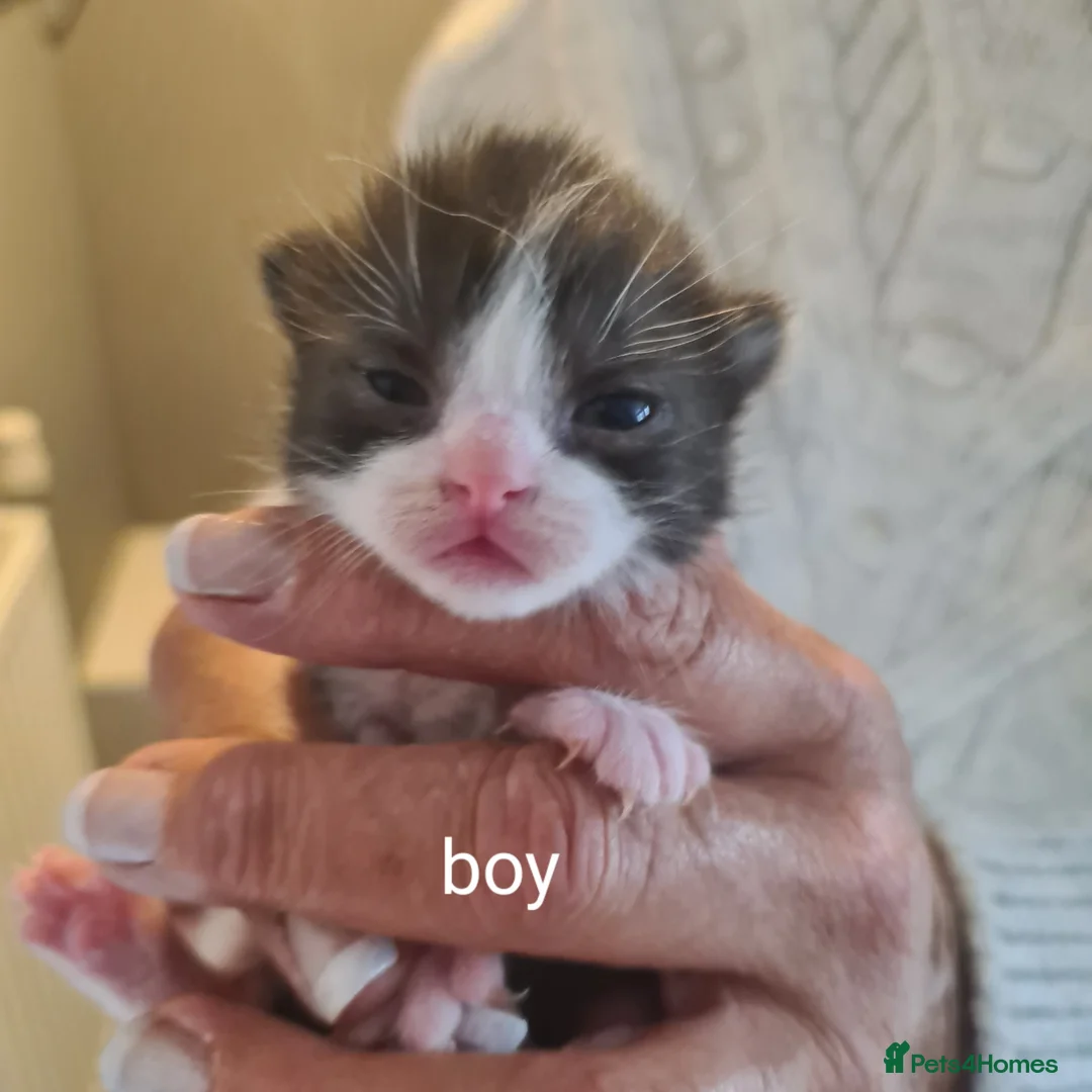 Mixed Breed cats for sale: Beautiful Ragdoll cross kittens in Wisbech - Advert 2