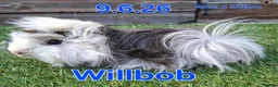 Guinea Pig rodents for sale: Fluffy boy guinea pigs teddy, alpaca, peruvian - Advert 4