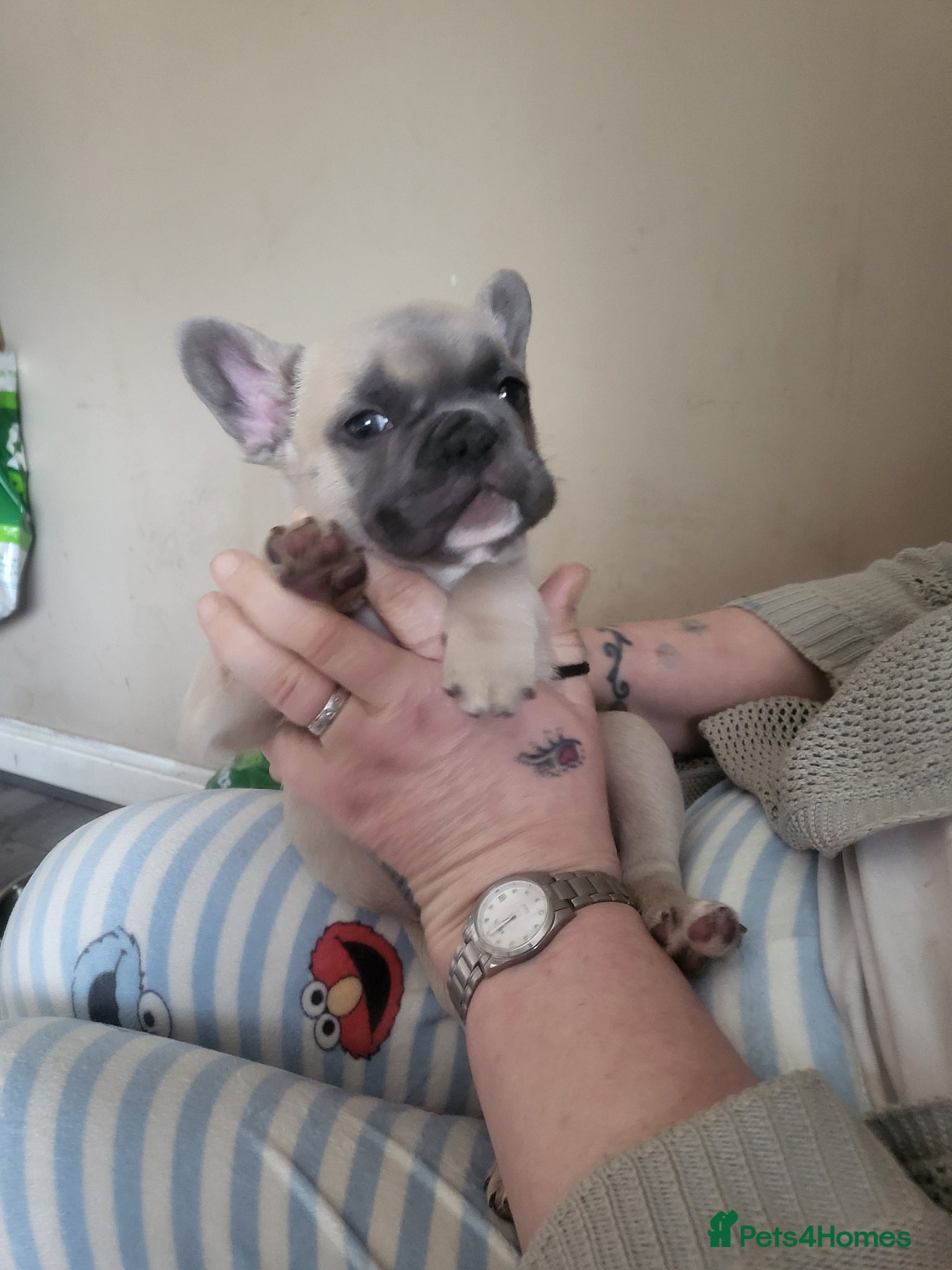 French Bulldog dogs Blue fawn frenchie baby - Advert 1