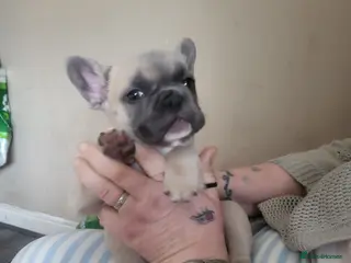 French Bulldog dogs Blue fawn frenchie baby - Advert 12