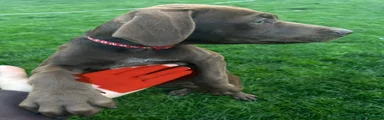 German Shorthaired Pointer 8