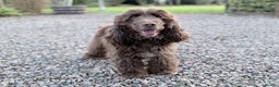 Cocker Spaniel dogs for stud: Gorgeous Health Tested Show Cocker Stud  - Advert 2