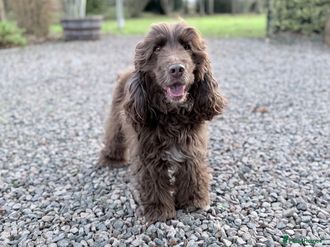 Cocker Spaniel dogs for stud: Gorgeous Health Tested Show Cocker Stud  - Advert 2