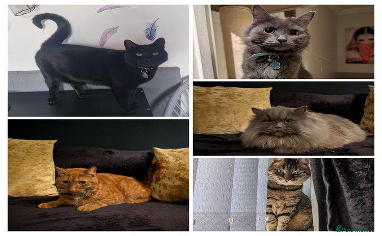Mixed Breed cats - Advert 6
