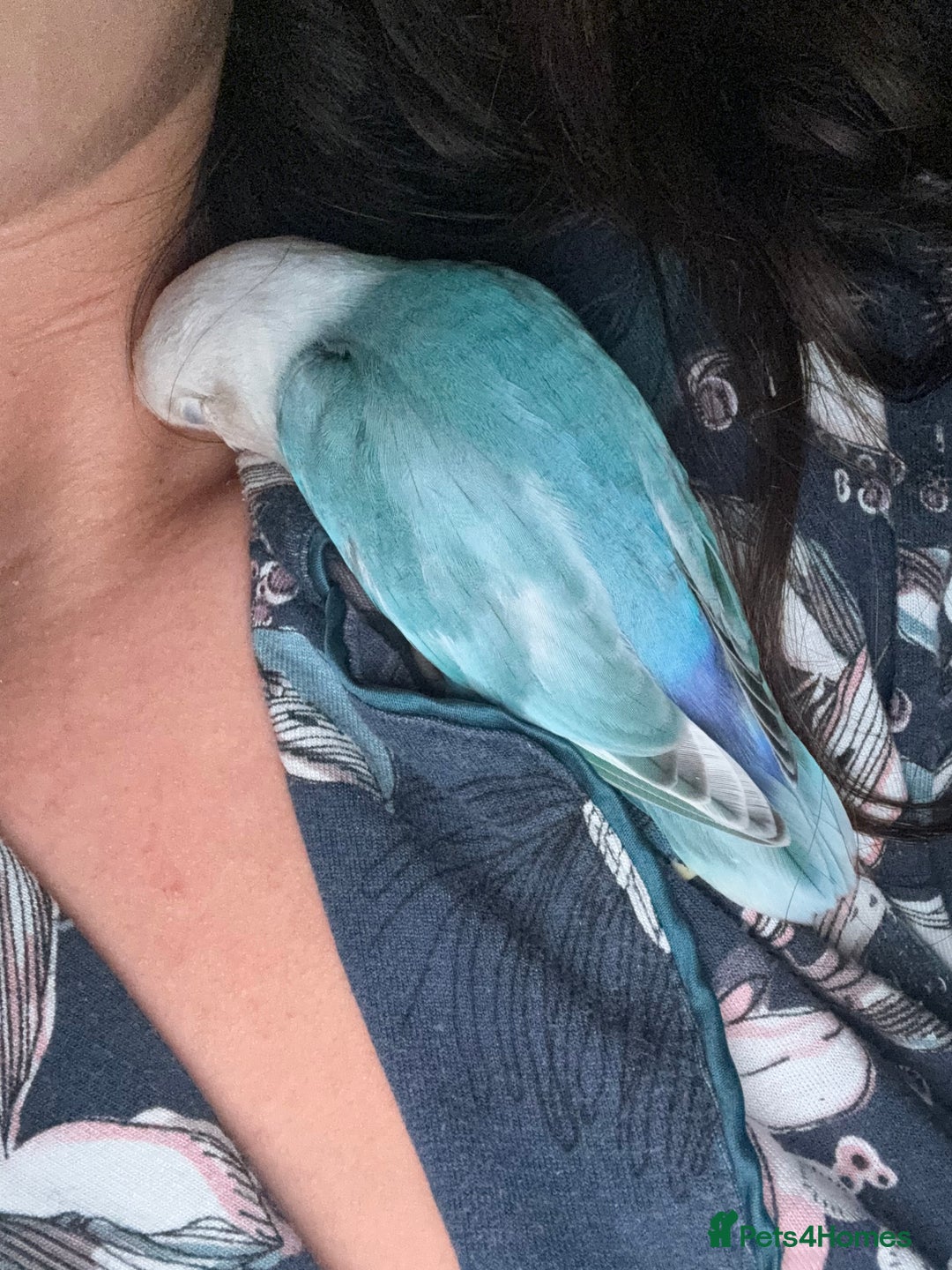 Lovebirds birds for sale: 💚 Lovebird ‘Ace’ – Looking for a Loving Home 💚 - Image 3