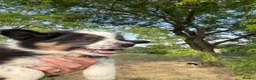 Border Collie dogs for sale: Beautiful Tri Border Collies looking for 5⭐️ homes - Advert 14