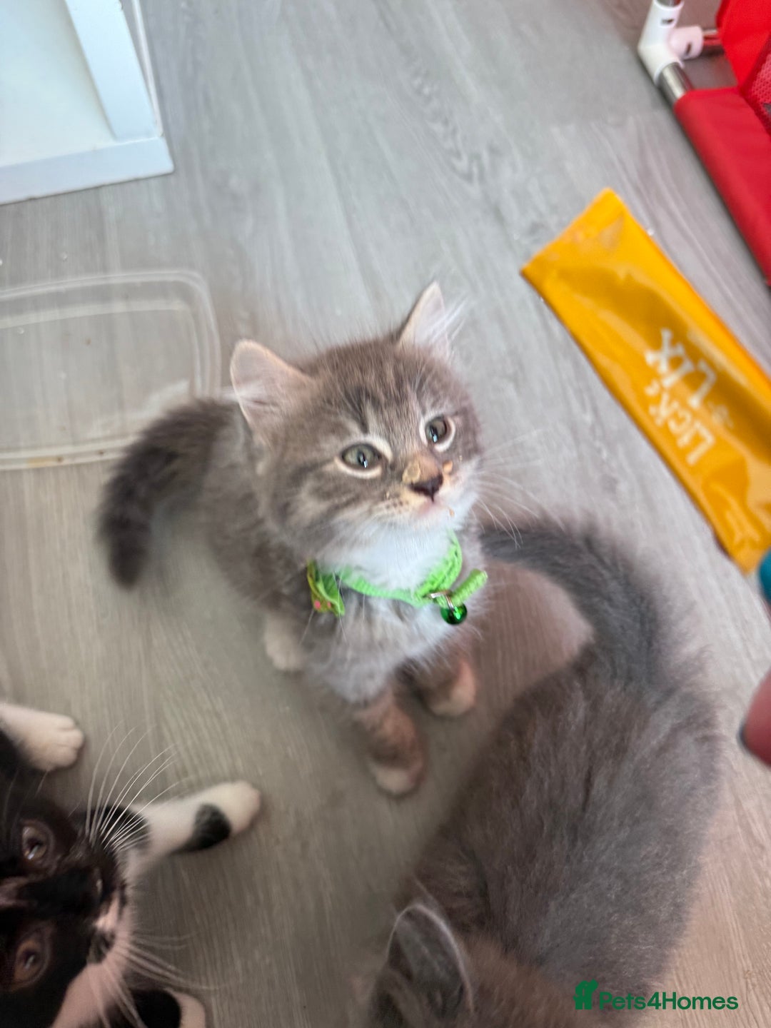 British Shorthair cats for sale: Last one left grey and white female  - Image 6