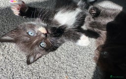 British Shorthair cats for sale: Kitten ready for forever homes  - Image 12