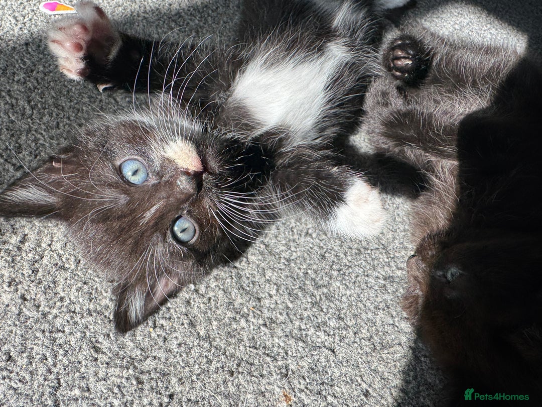 British Shorthair cats for sale: Kitten ready for forever homes  - Image 12