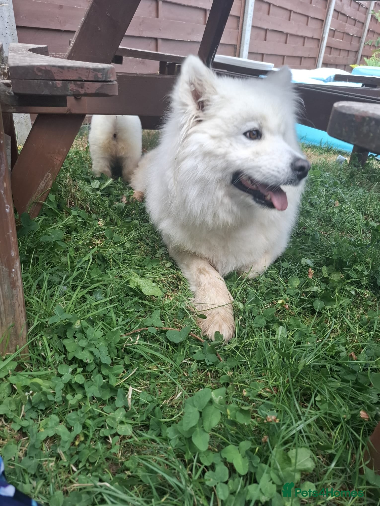Samoyed dogs 2 Samoyed Puppies Looking for Their Forever Homes - Advert 1