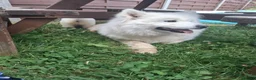Samoyed dogs for sale: 2 Samoyed Puppies Looking for Their Forever Homes in Craven Arms - Advert 1