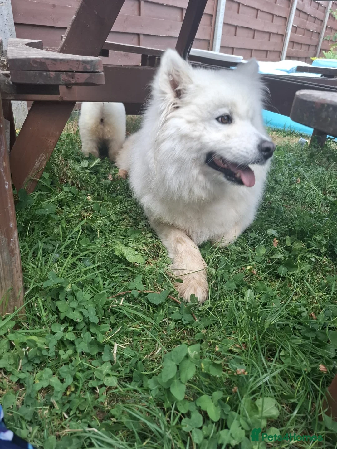 Samoyed dogs for sale: 2 Samoyed Puppies Looking for Their Forever Homes in Craven Arms - Advert 1