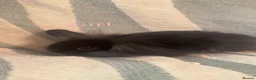 Mini Lop rabbits for sale: 4 adorable mini lops ready to go  - Advert 4