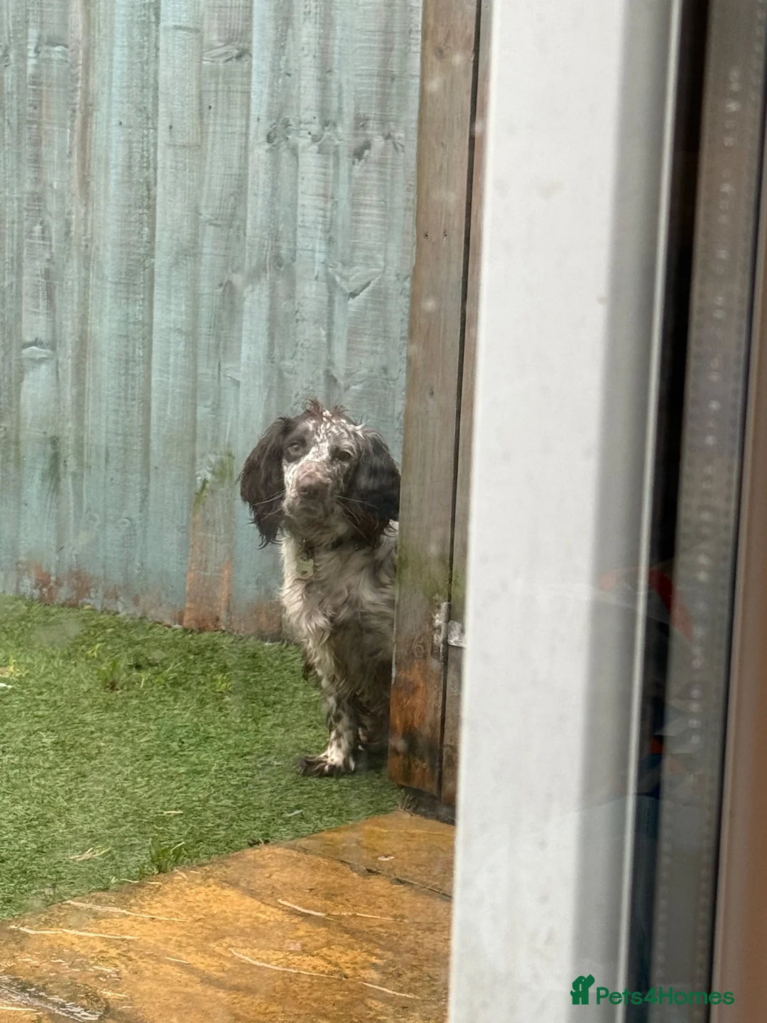 Sprocker dogs for sale: Sprocker dog - Advert 3