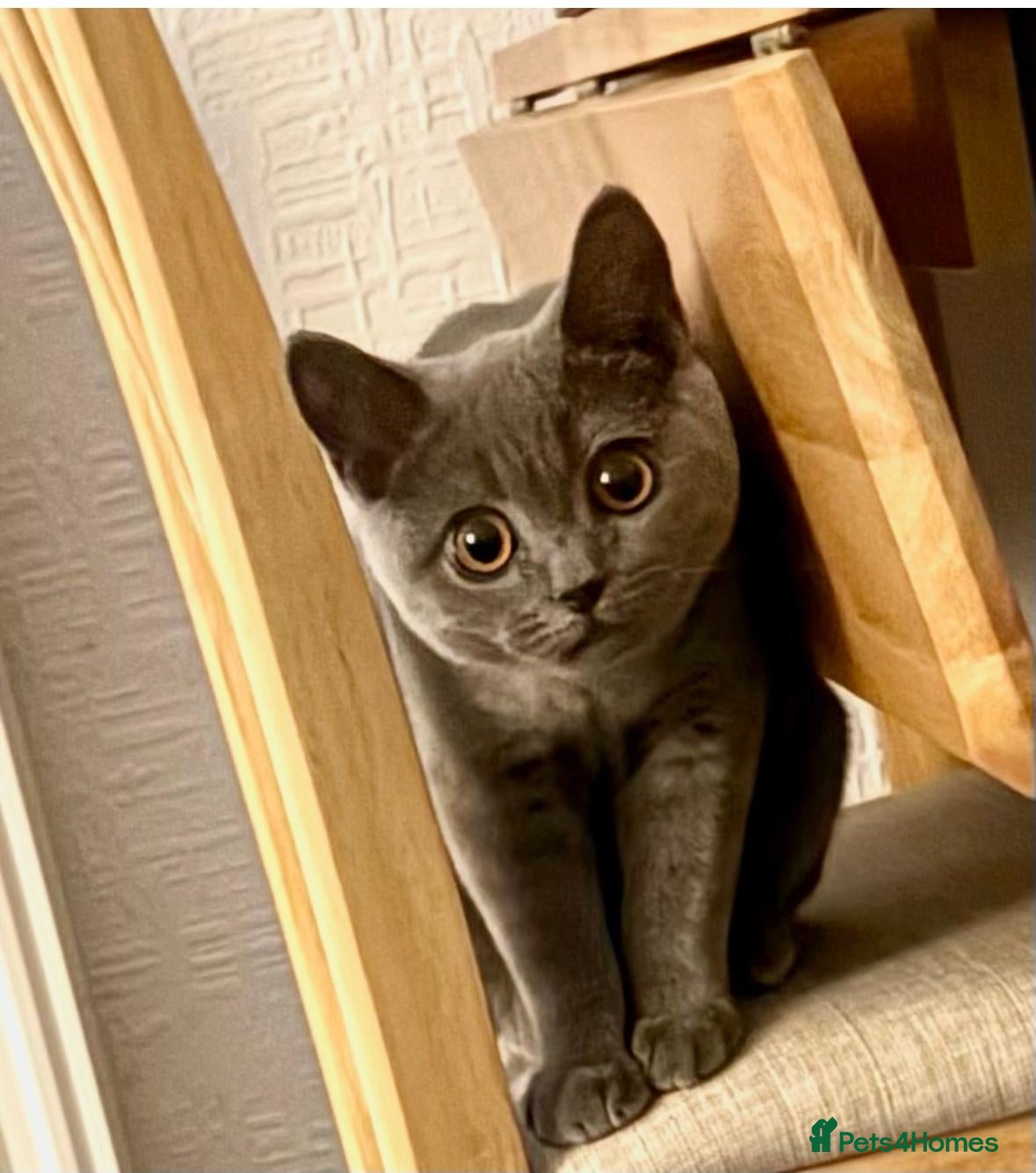 Mixed Breed cats for sale: Beautiful Grey British Shorthair Kitten 8 Month's  - Advert 2