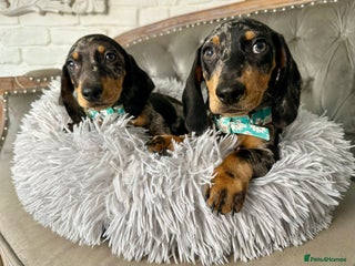Miniature Dachshund dogs - Advert 1