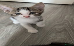 Mixed Breed cats for sale: Cute kittens looking for loving home - Image 2