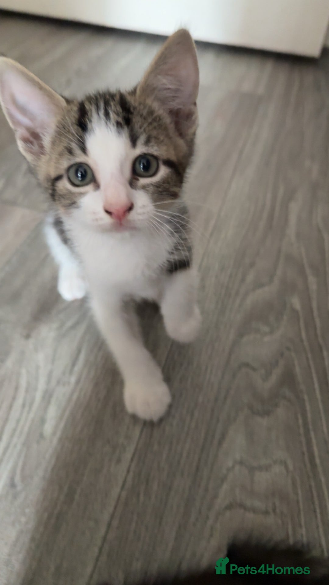 Mixed Breed cats for sale: Cute kittens looking for loving home - Image 2