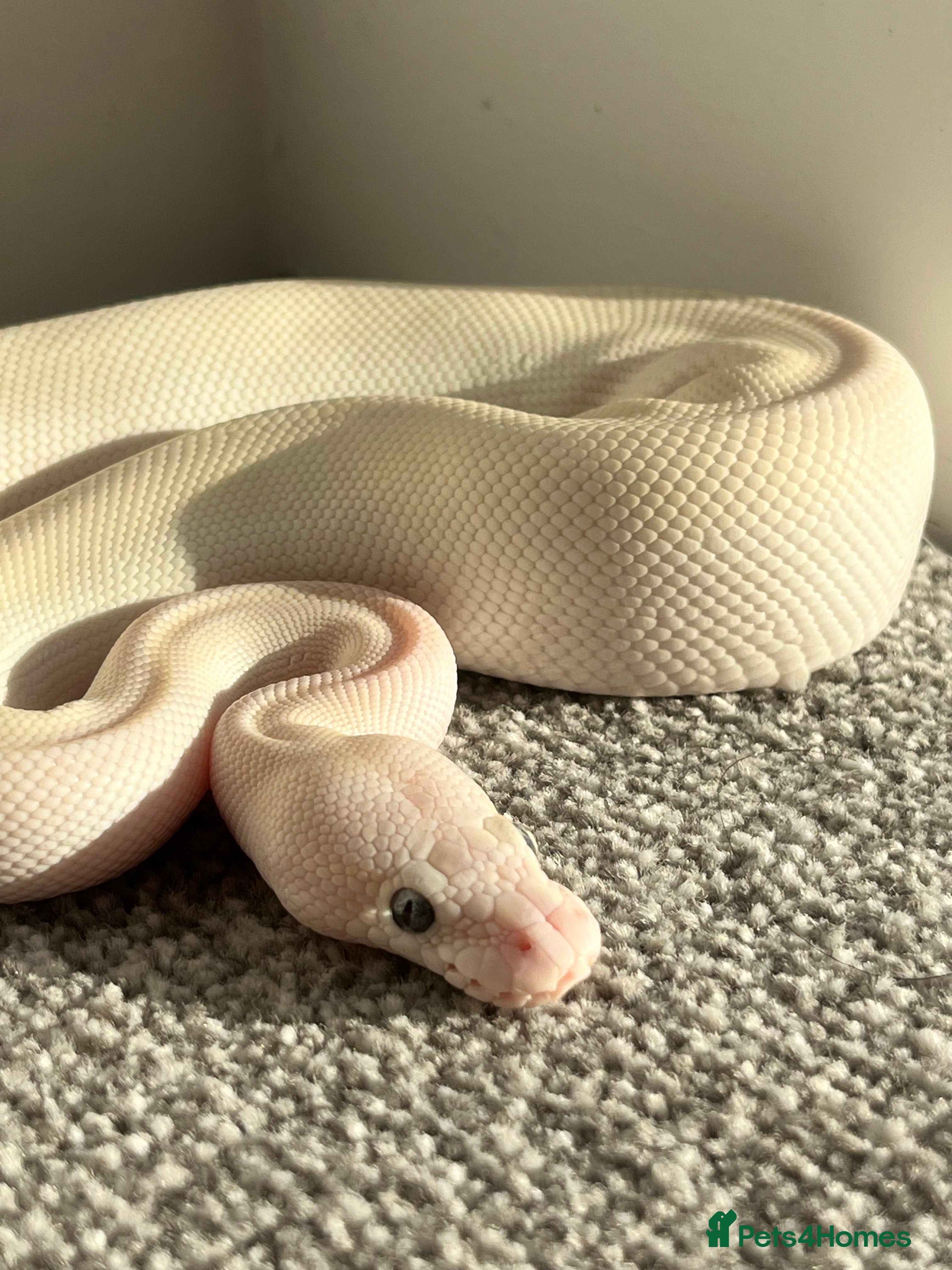 Python Snake reptiles Female Albino Royal Python – Healthy & Calm in Ramsgate - Advert 3