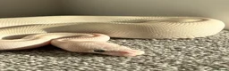 Python Snake reptiles for sale: Female Albino Royal Python – Healthy & Calm in Ramsgate - Advert 1