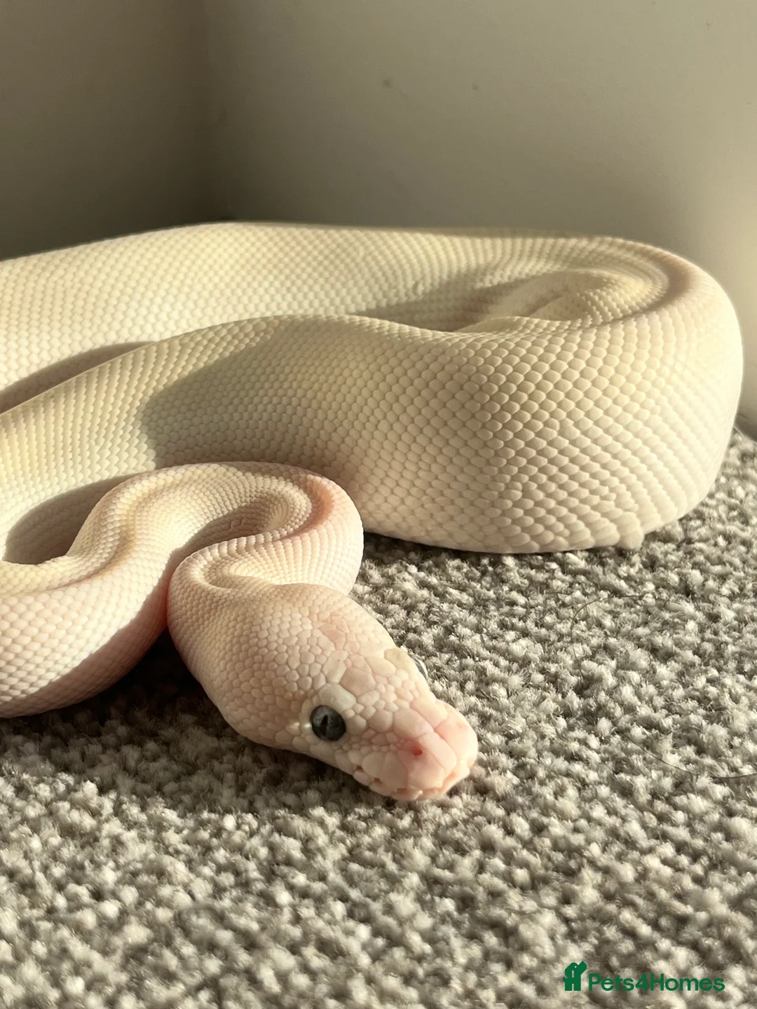 Python Snake reptiles for sale: Female Albino Royal Python – Healthy & Calm in Ramsgate - Advert 1