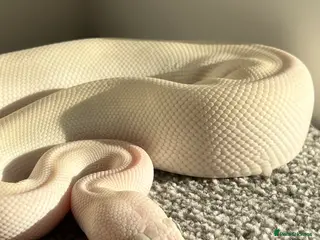 Python Snake reptiles Female Albino Royal Python – Healthy & Calm in Ramsgate - Advert 3