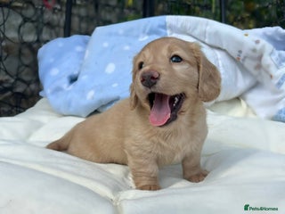 Dachshund dogs - Advert 5