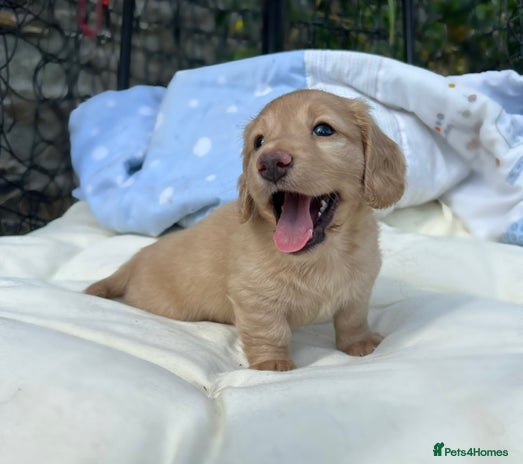 Dachshund dogs - Advert 10