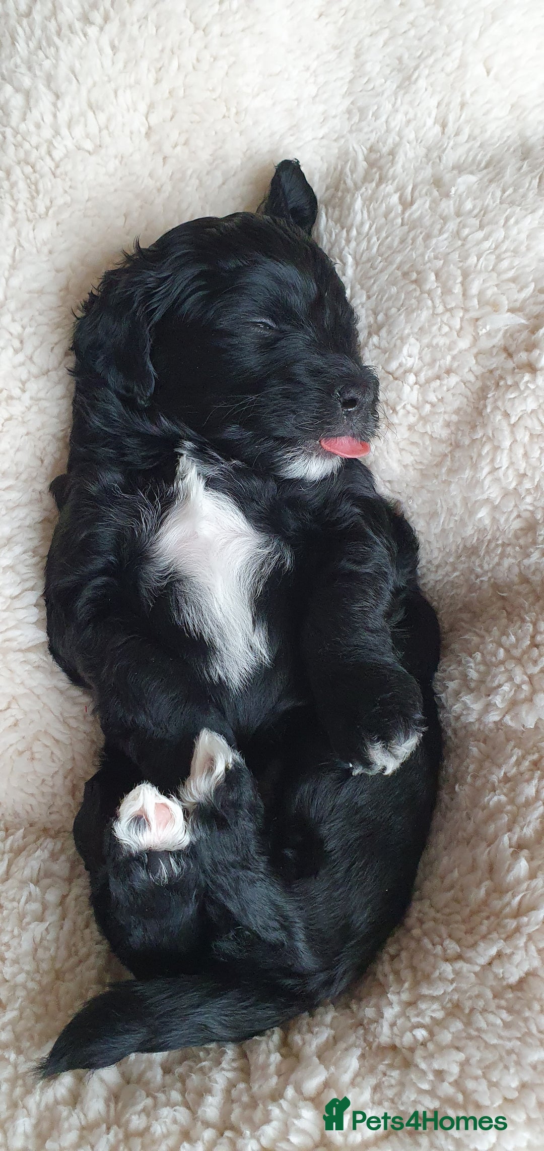 Australian Labradoodle dogs for sale: Health-tested Australian Labradoodle puppies - Image 9