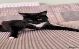 British Shorthair cats for sale: 2 x cats sisters just turned 1 year old - Image 4