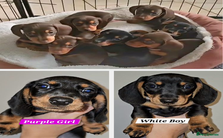 Miniature Dachshund dogs - Advert 12