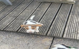 Jack Russell dogs for sale: Jack Russell pups - Image 5