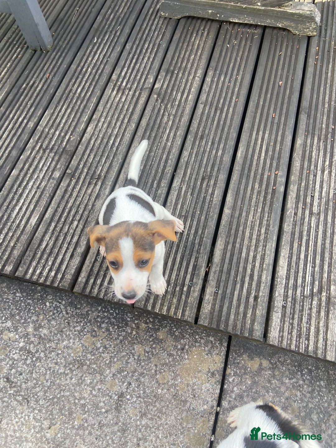 Jack Russell dogs for sale: Jack Russell pups - Image 5