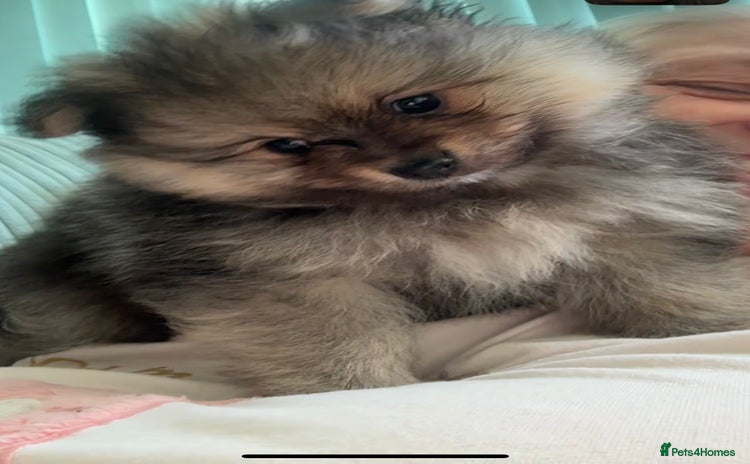 Pomeranian dogs - Advert 1
