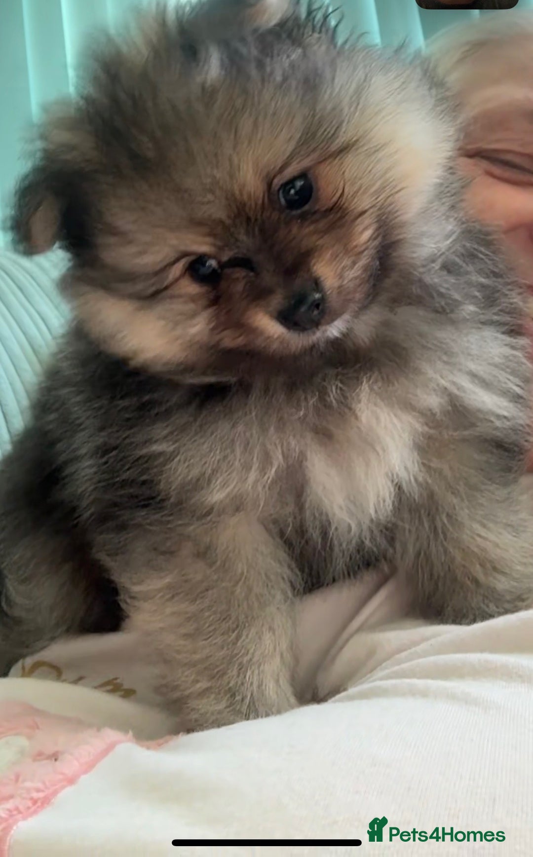 Pomeranian dogs for sale: Two little boys - Image 1