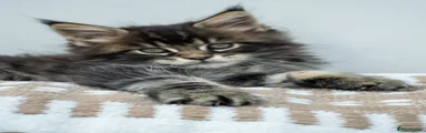 Tabby muzzle