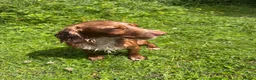 Cocker Spaniel dogs for sale: True working cocker spaniels  - Advert 18