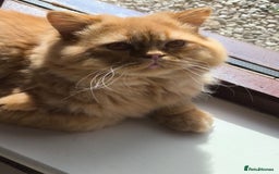 British Longhair cats for stud: Proven red British Longhair boy GCCF  - Image 1